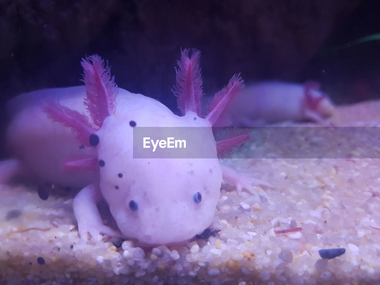 CLOSE-UP OF FISH IN AQUARIUM