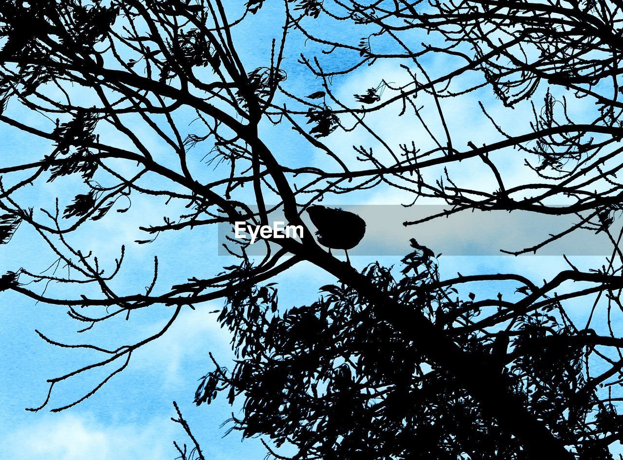 Low angle view of tree against sky