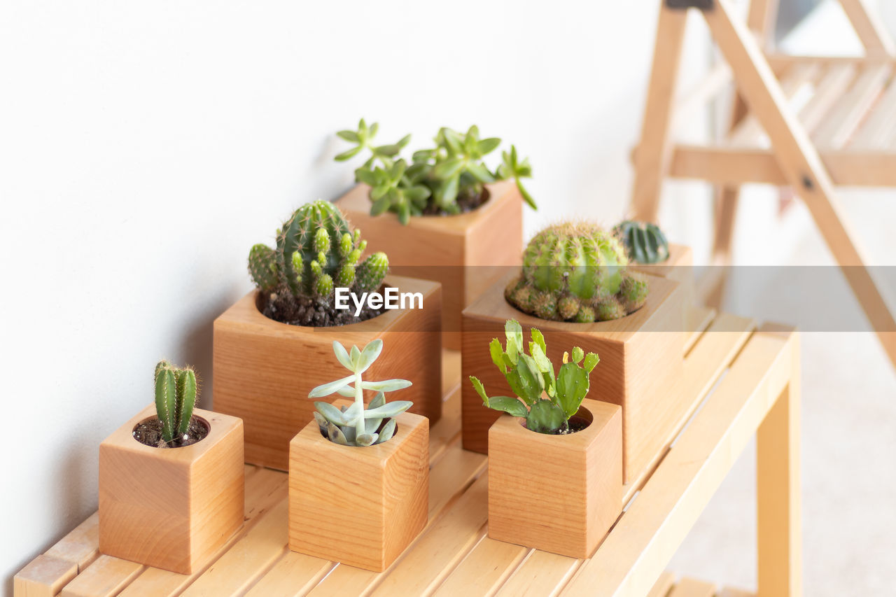 high angle view of potted plant against white background