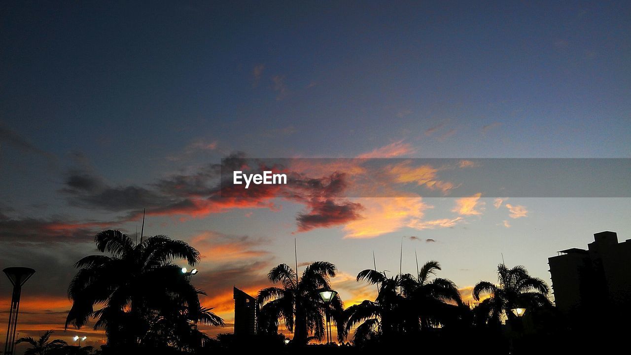 SILHOUETTE OF TREES AT SUNSET