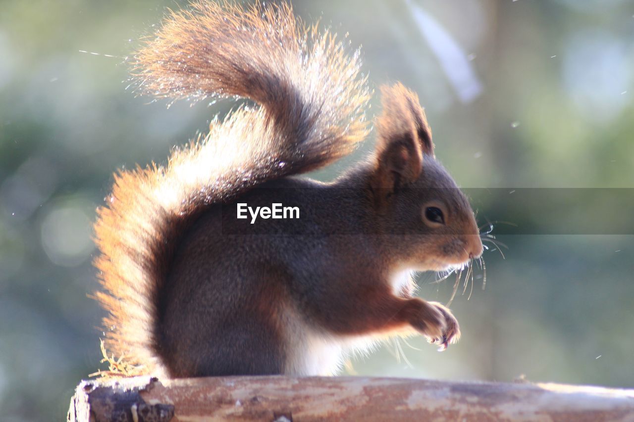 Close-up of squirrel