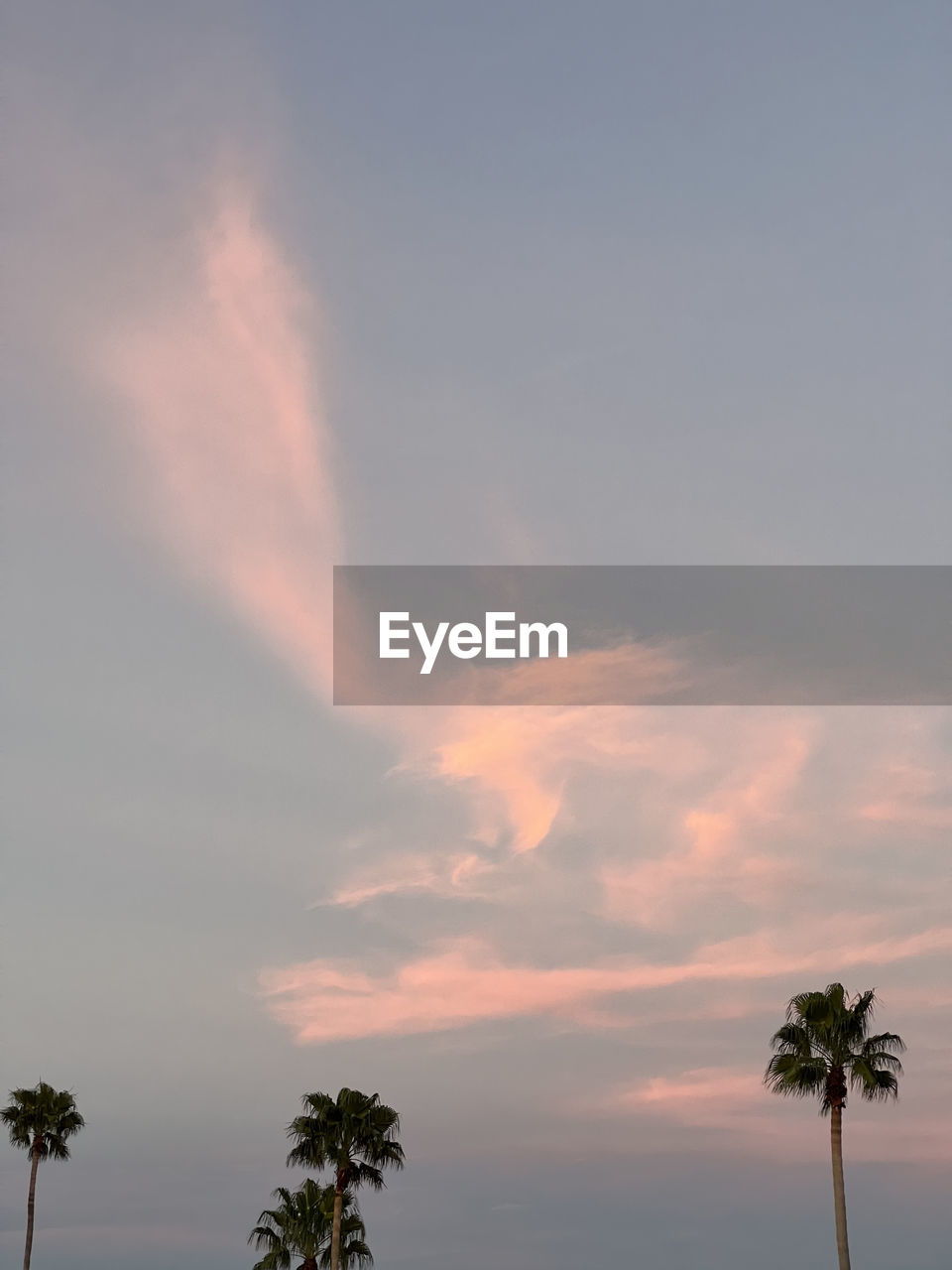 sky, palm tree, tree, tropical climate, cloud, beauty in nature, plant, nature, sunset, scenics - nature, tranquility, no people, coconut palm tree, tranquil scene, silhouette, outdoors, environment, low angle view, idyllic, dramatic sky, dusk, land, tropical tree, horizon, travel destinations, sunlight, growth