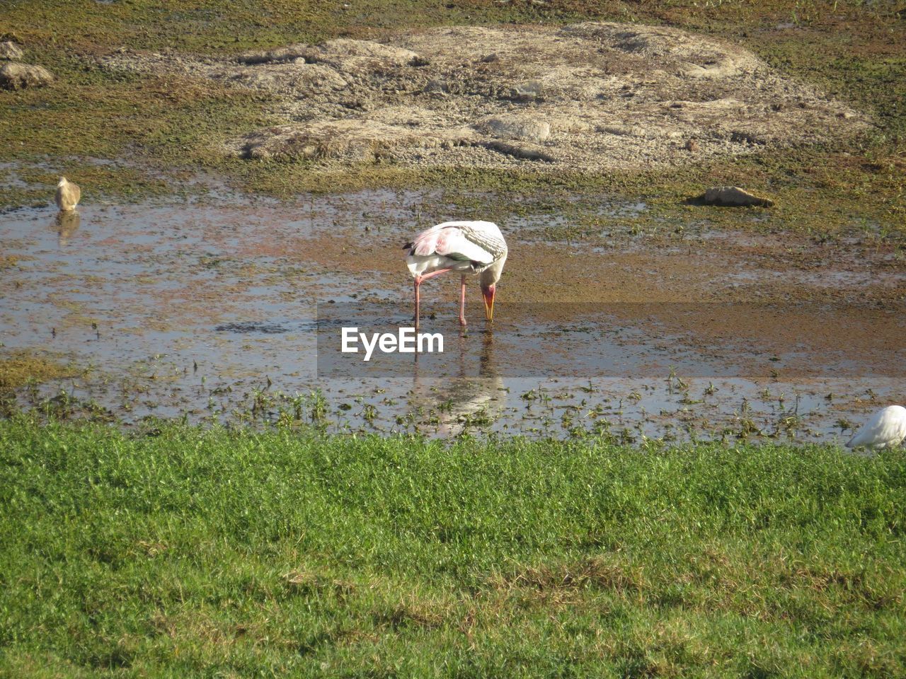 View of water birds in marsh