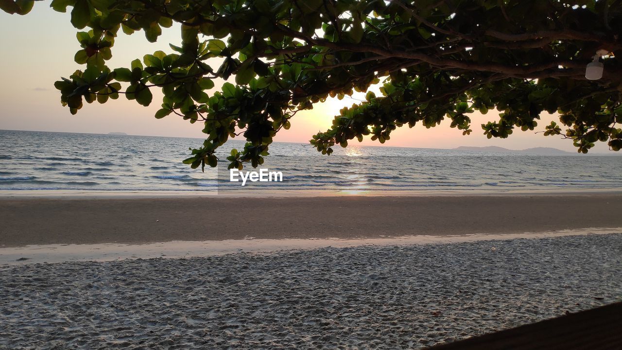 TREES ON BEACH AGAINST SKY