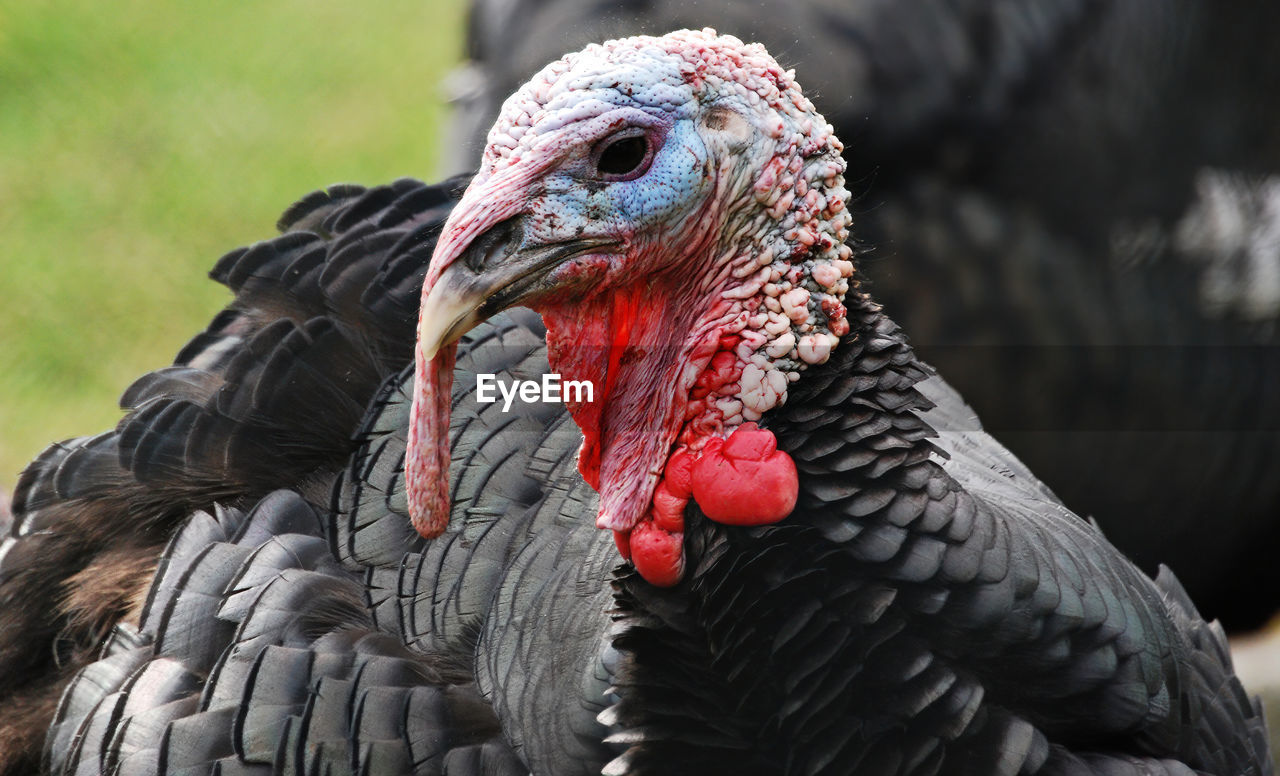 Close-up portrait of a tom turkey on a blur background. thanksgiving day