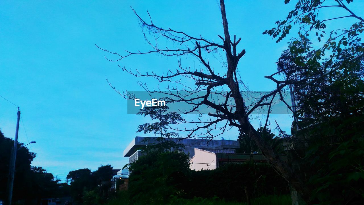 LOW ANGLE VIEW OF BARE TREES AGAINST CLEAR BLUE SKY