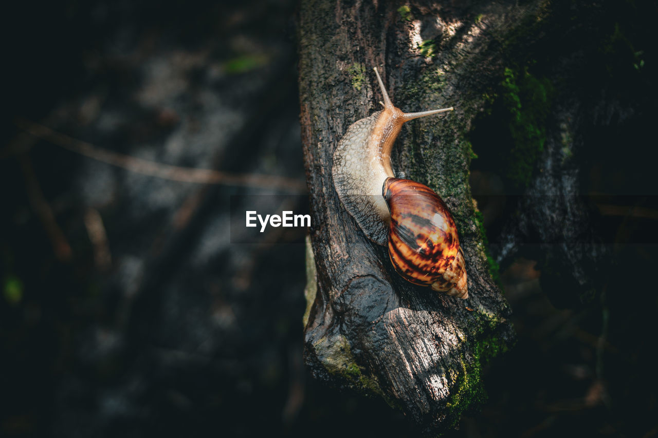 close-up of squirrel on tree trunk