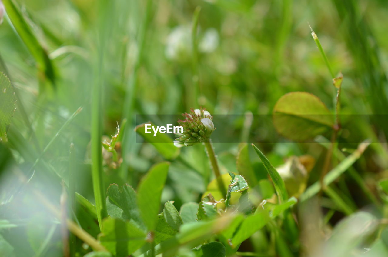 CLOSE-UP OF FLOWERING PLANT ON LAND