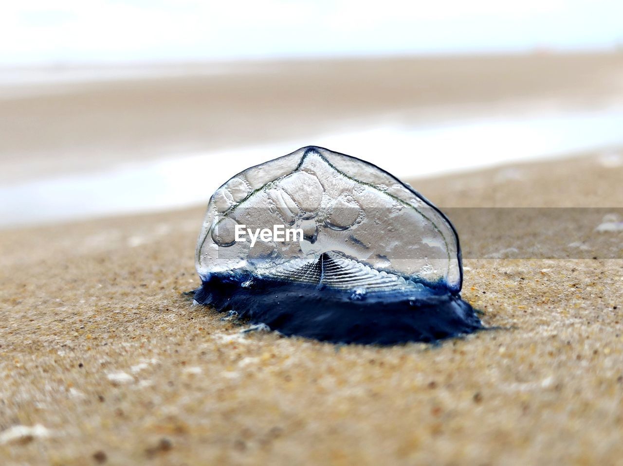 beach, land, sand, sea, water, nature, animal wildlife, animal, close-up, animal themes, blue, selective focus, wildlife, no people, outdoors, day, one animal, shell, environment, beauty in nature, macro photography, wave, sea life, jellyfish, sea turtle