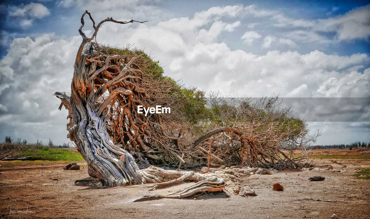 Tree on land against sky