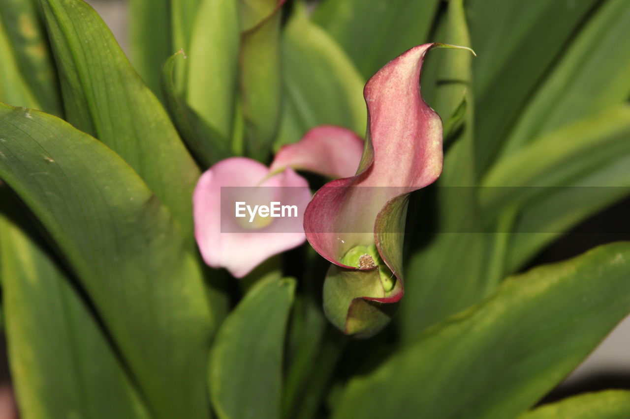 CLOSE-UP OF PINK FLOWERS