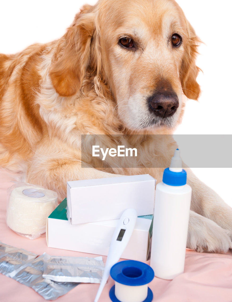 CLOSE-UP PORTRAIT OF DOG LOOKING AT CAMERA