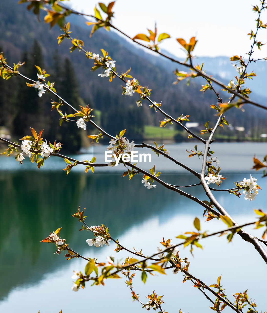 Close-up of blooming cherry tree against lake