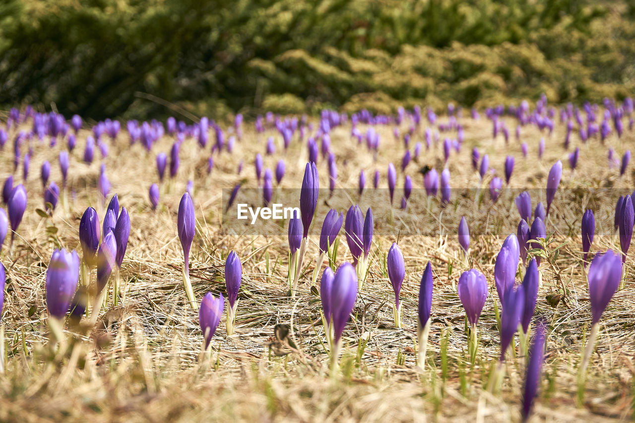 Close-up of purple crocus flowers on field