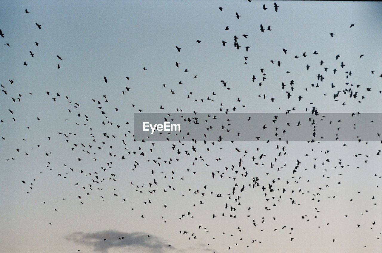 Low angle view of birds flying in sky at sunset