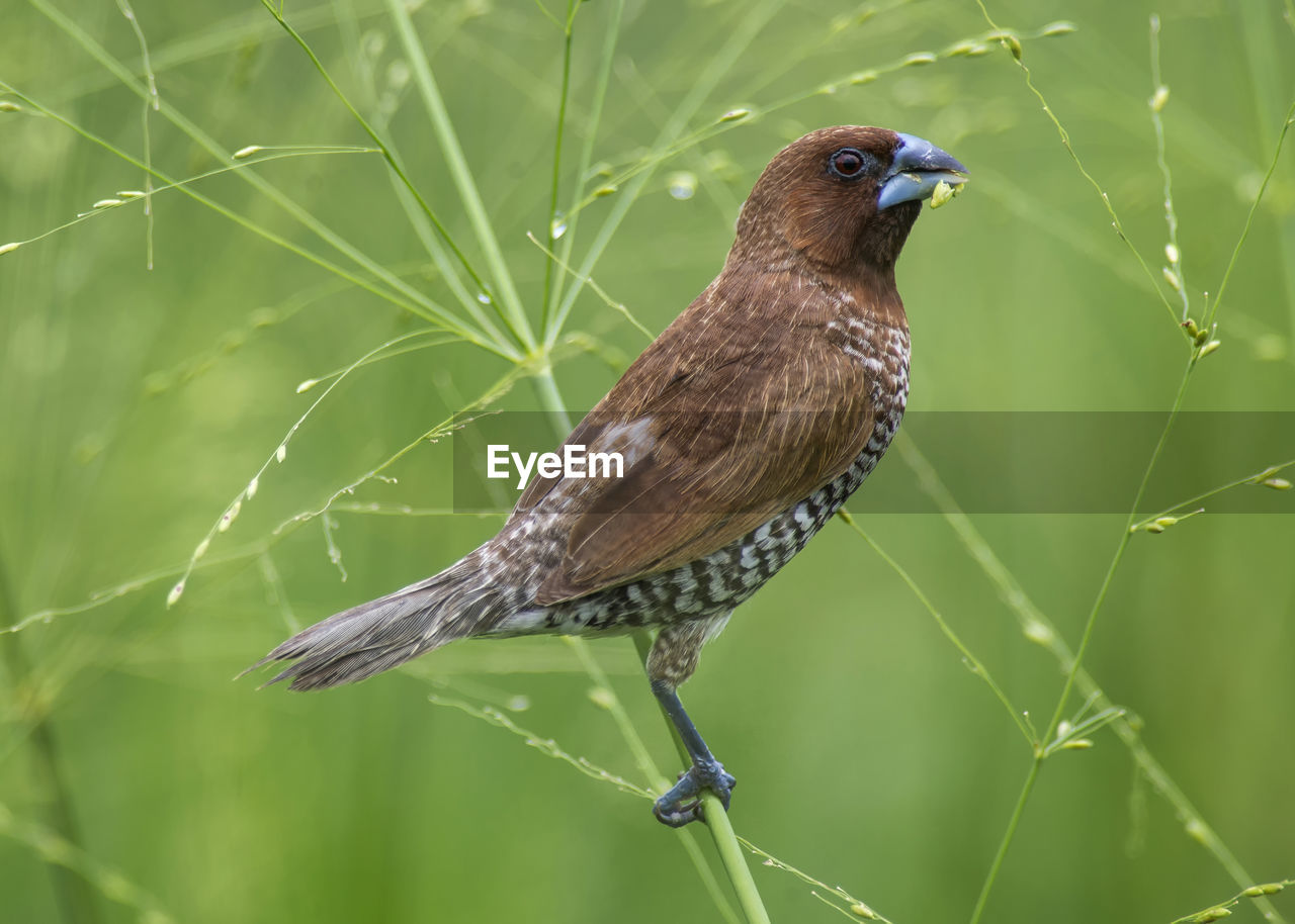 CLOSE-UP OF BIRD