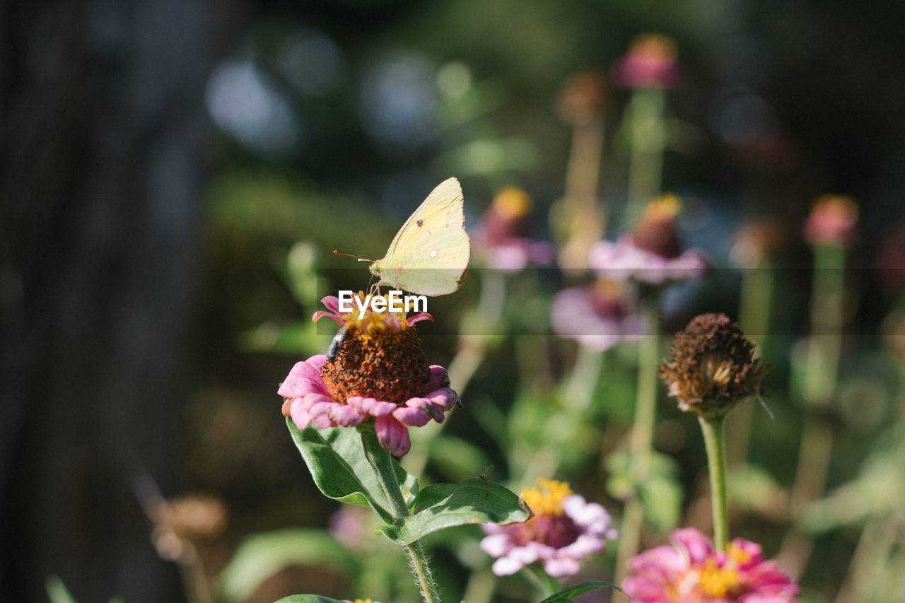 Butterfly in pink flower