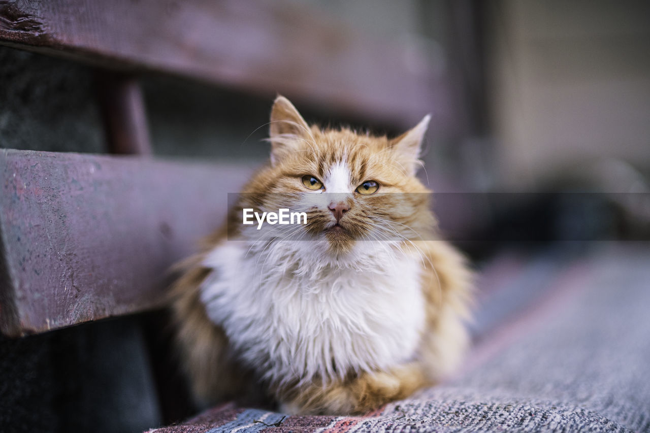 Close-up of a cat, staying on a bench, at countryside, in bobâlna, cluj county, romania