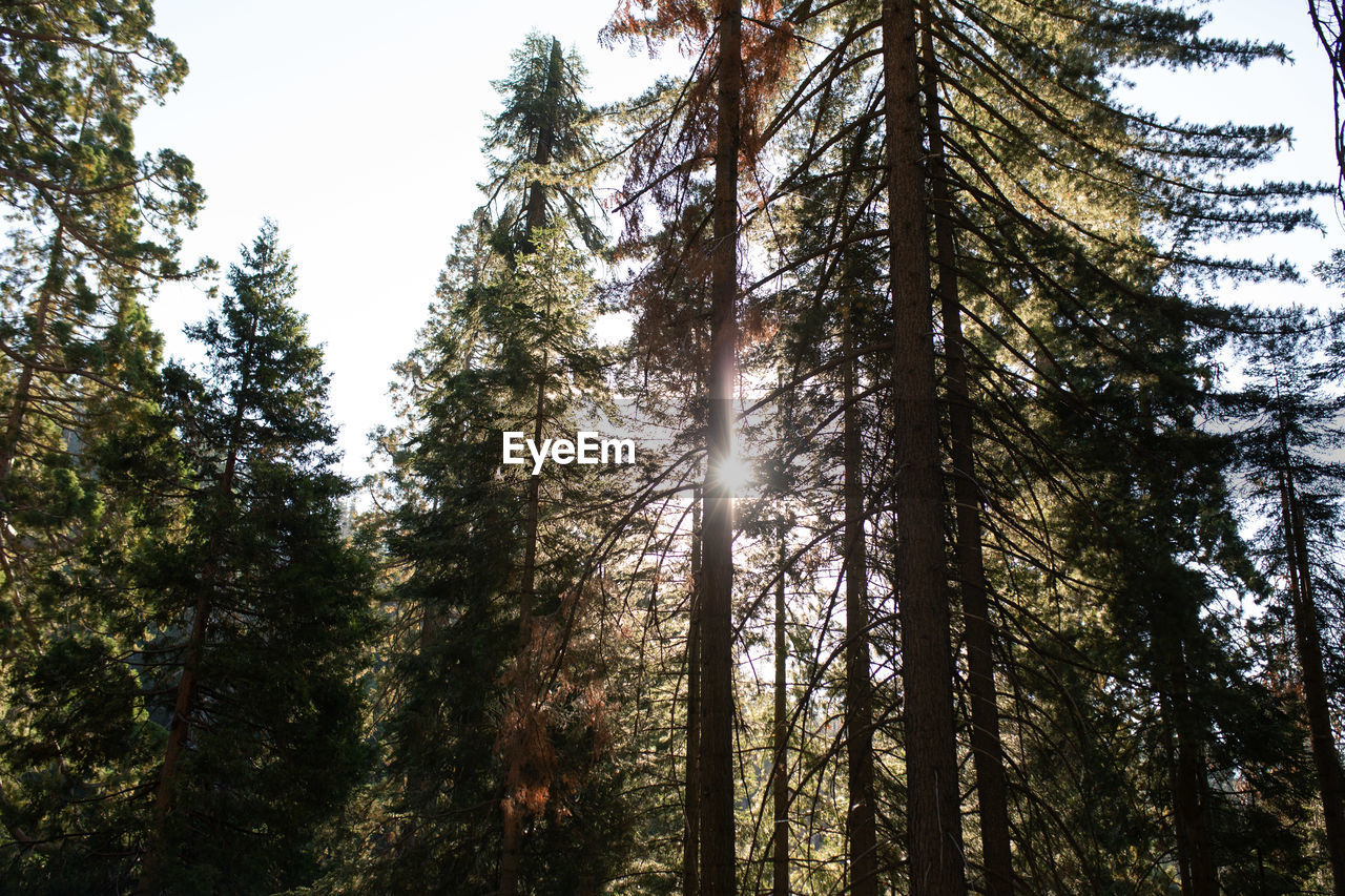 LOW ANGLE VIEW OF PINE TREES AGAINST SKY IN FOREST