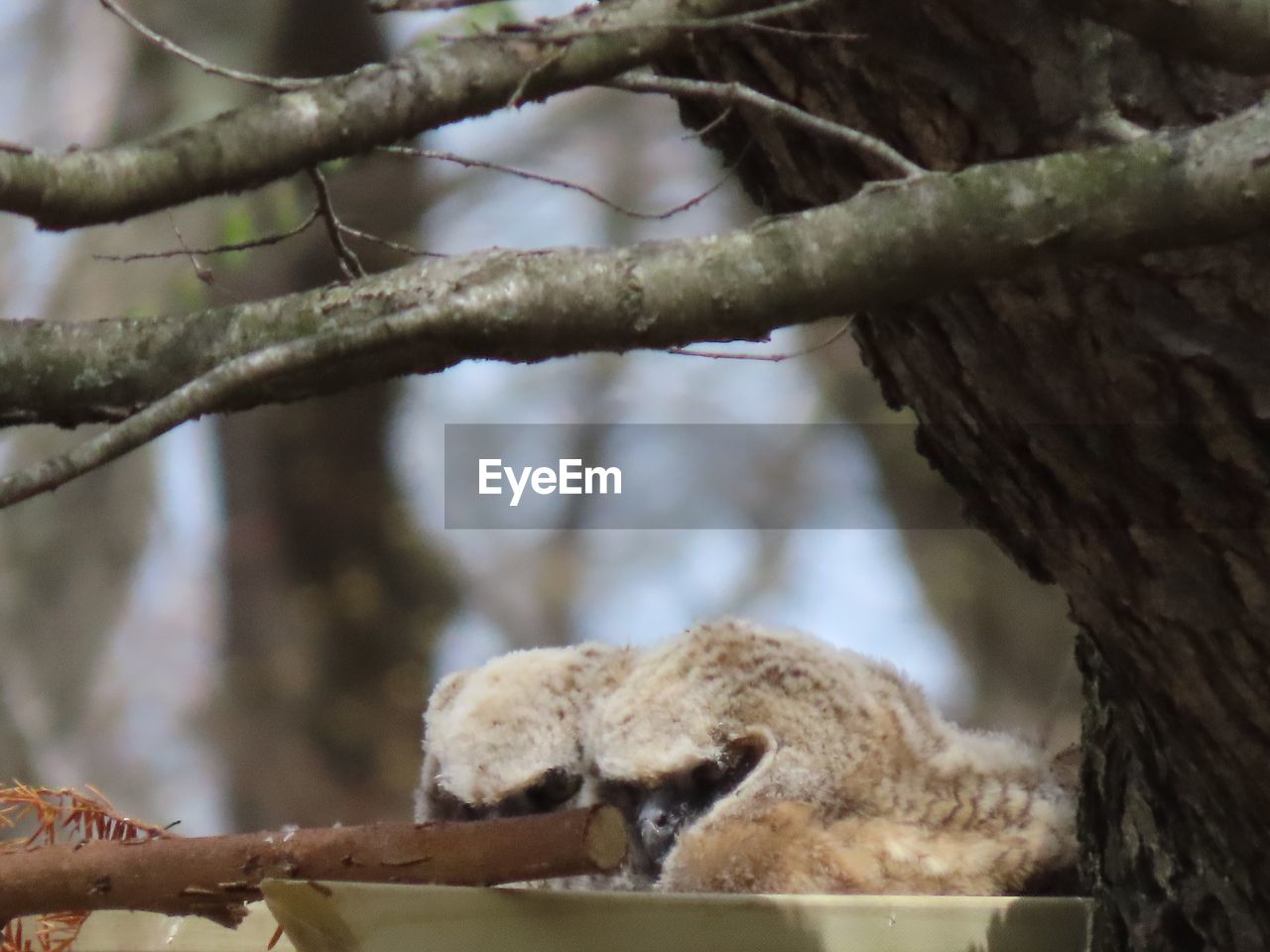 CLOSE-UP OF SQUIRREL ON TREE