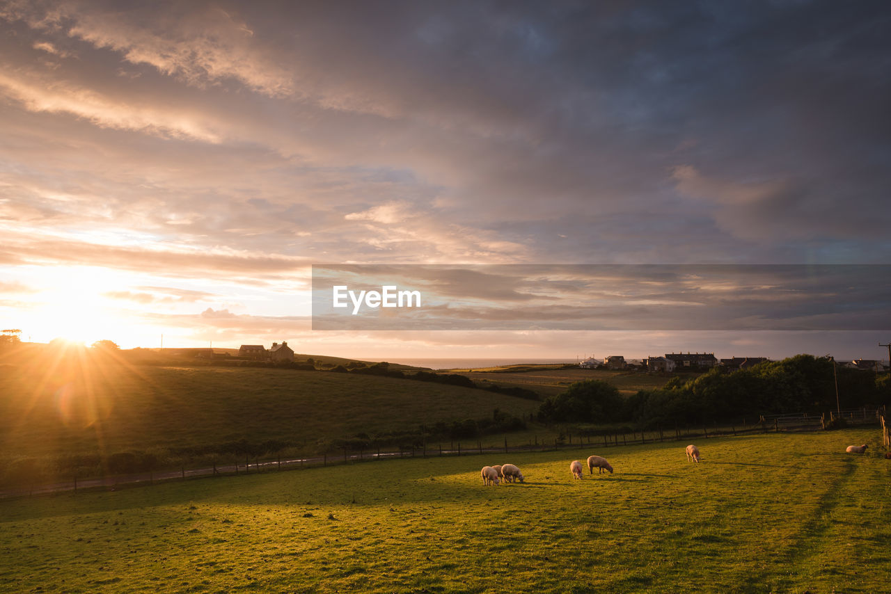 Sheep grazing on field against sky during sunrise