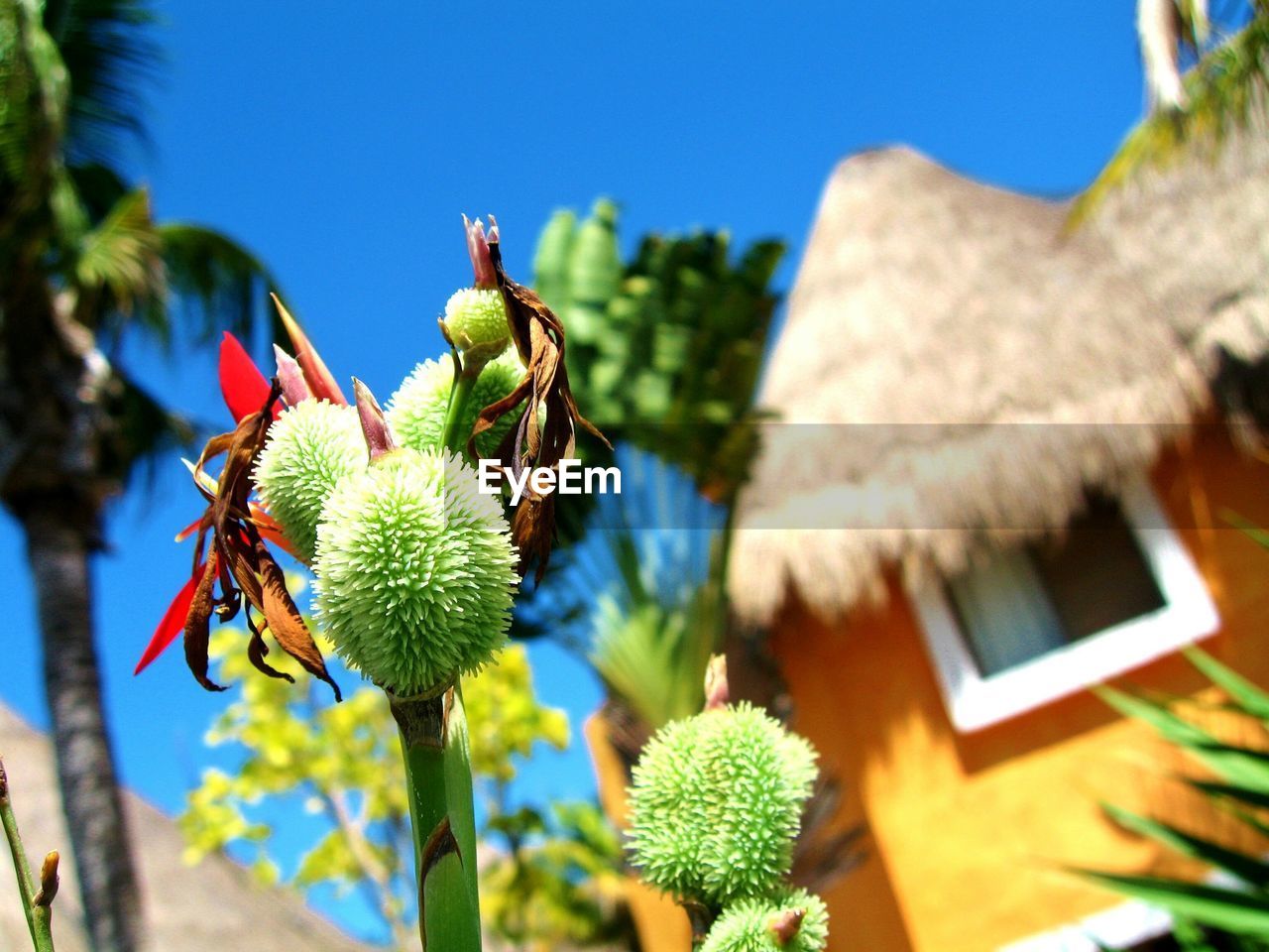 Low angle view of flower buds growing by house against clear blue sky