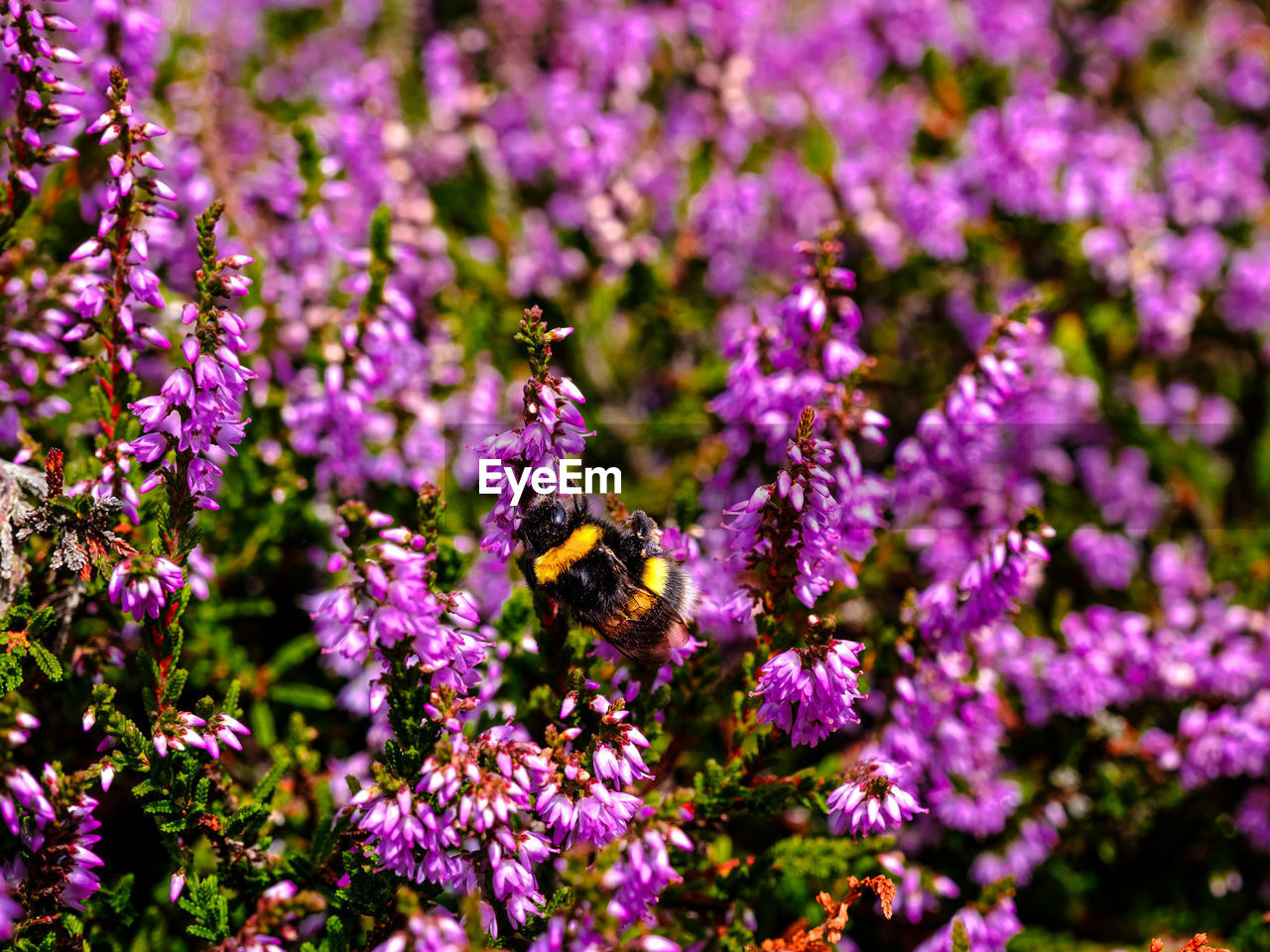 Bee pollinating on purple flowering plant