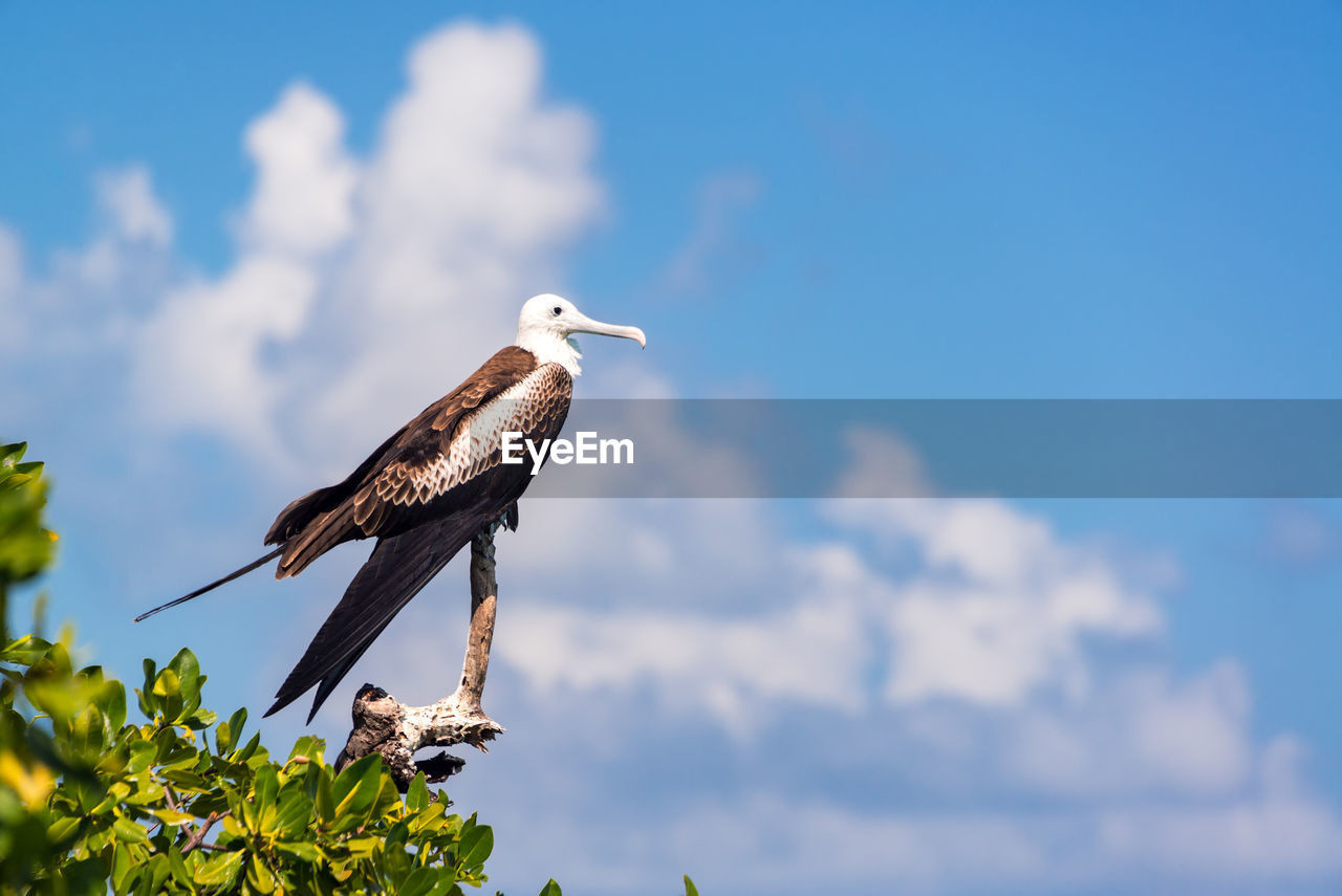 Low angle view of frigatebird perching on tree against sky during sunny day