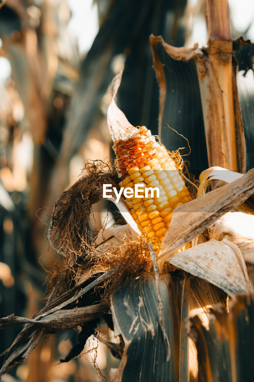 food, food and drink, corn, crop, agriculture, vegetable, healthy eating, plant, autumn, nature, corn kernels, cereal plant, freshness, flower, organic, outdoors, wellbeing, no people, close-up, rural scene, harvesting, spring, landscape, day, leaf, sweet corn, growth, land, tree, farm, macro photography