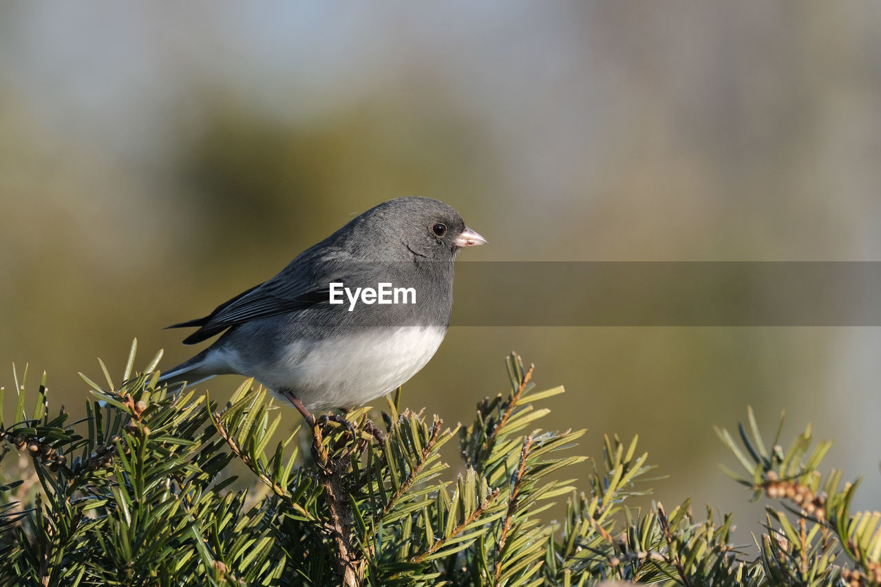 Junco perched