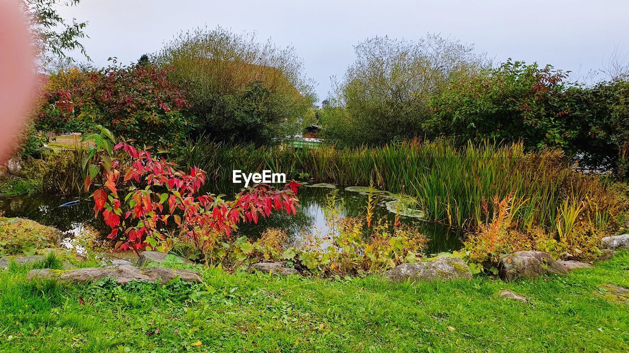 SCENIC VIEW OF LAKE AND PLANTS AGAINST SKY