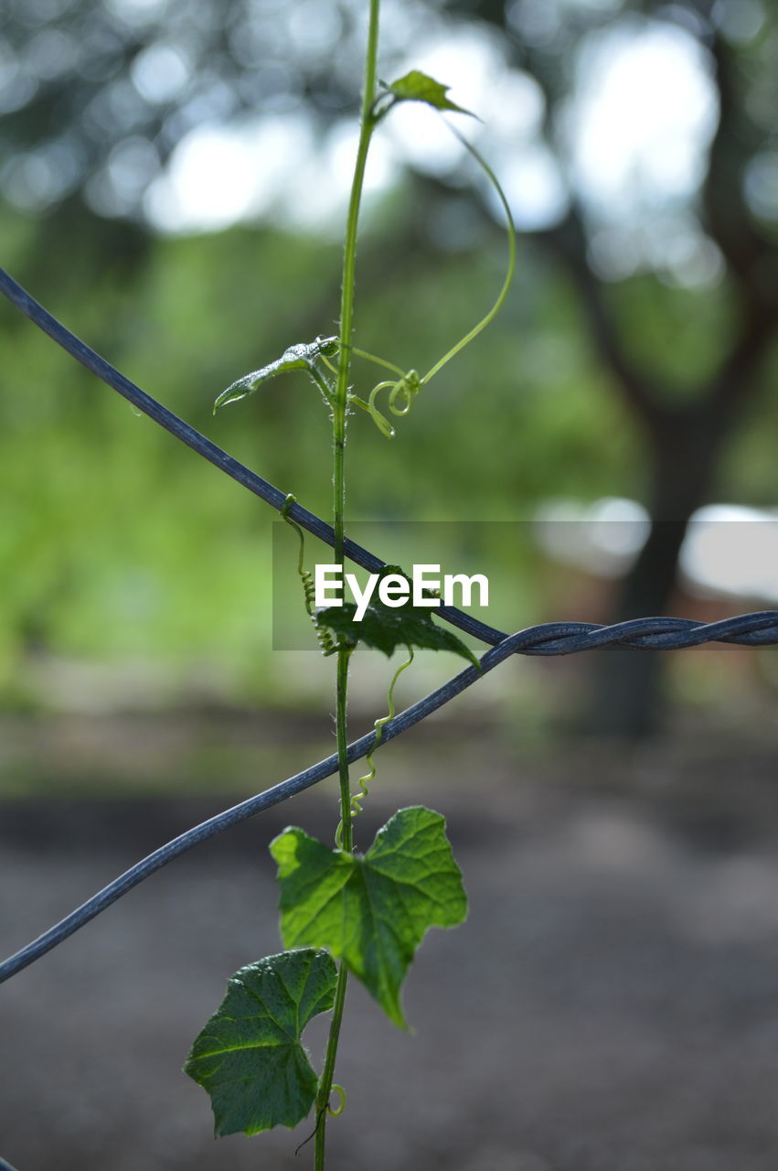 Close-up of ivy growing on fence