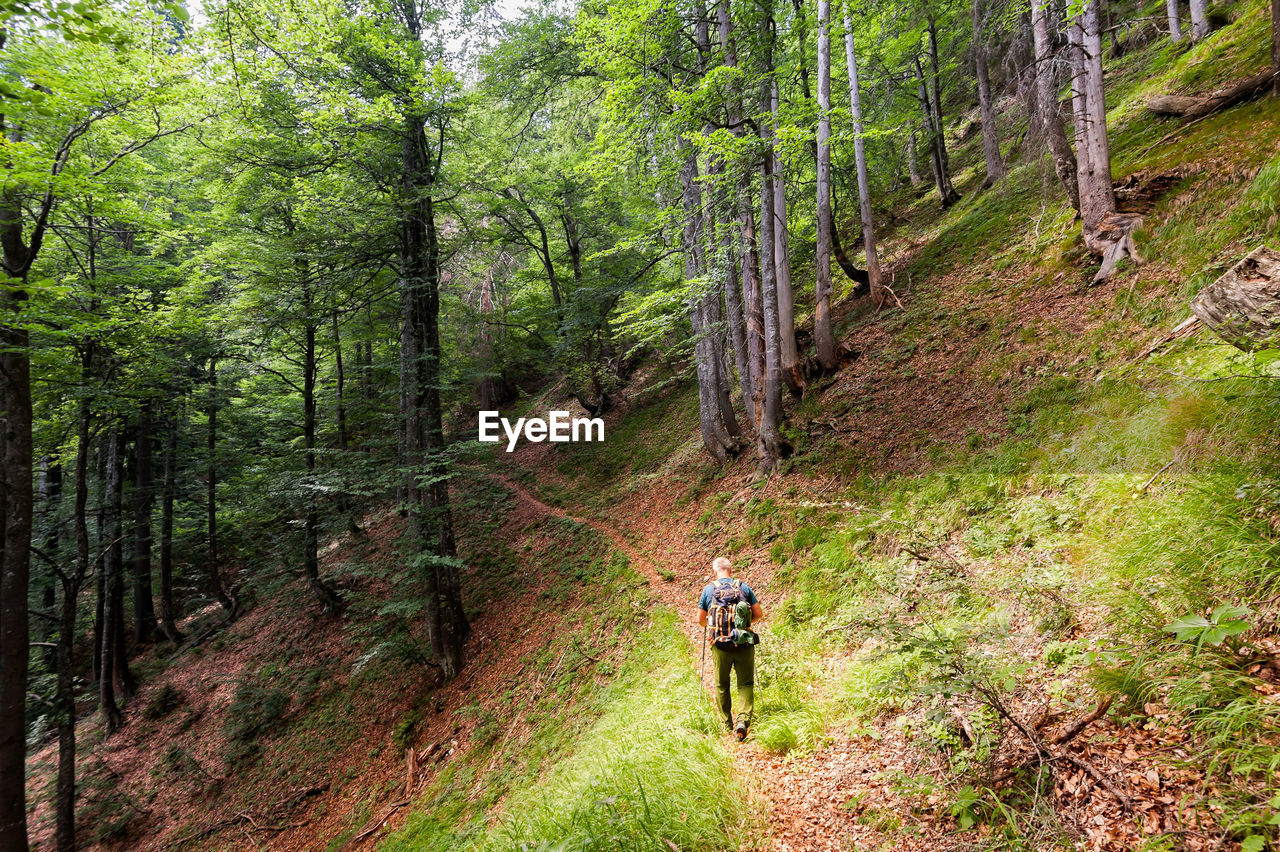 Rear view of man walking against trees in forest