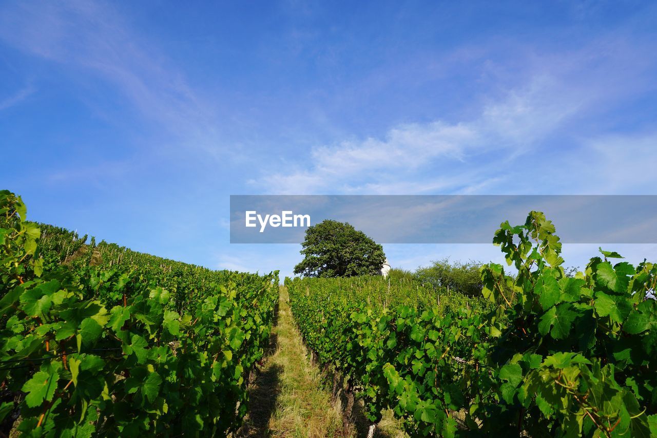 Vineyard against sky