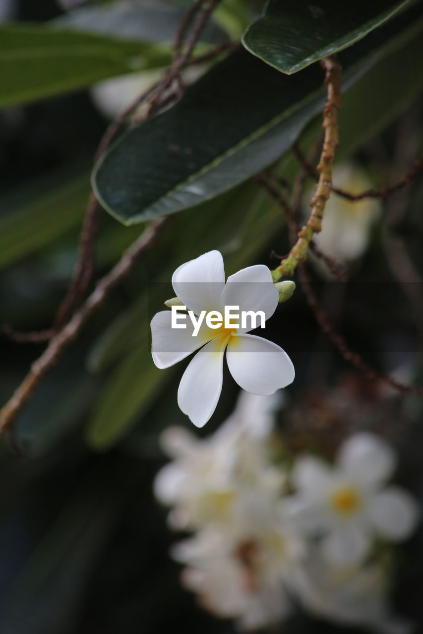 CLOSE-UP OF WHITE FLOWERING PLANTS