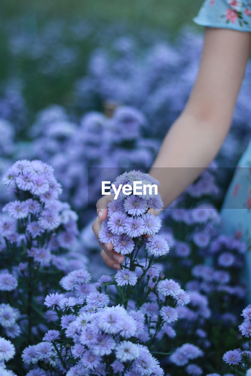 Cropped image of women holding purple flowering plant in field