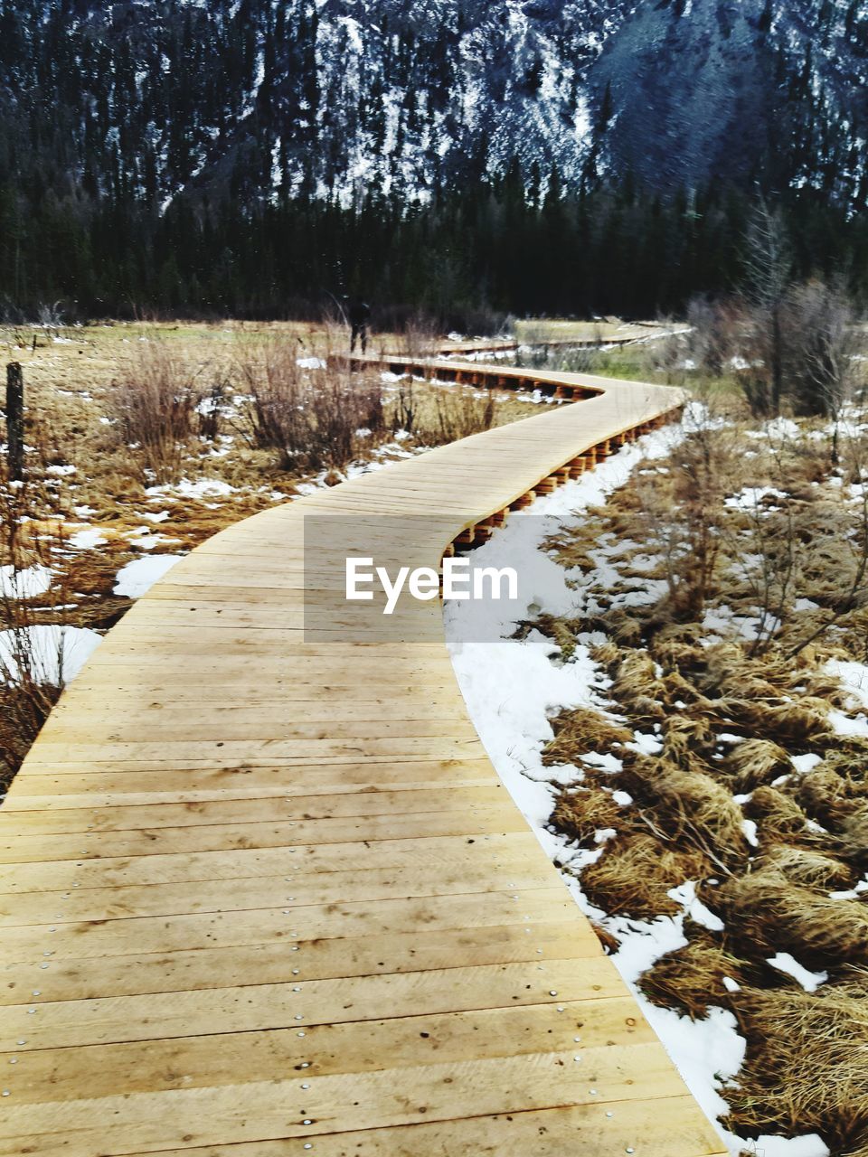 SURFACE LEVEL OF SNOW COVERED FOOTPATH AMIDST TREES