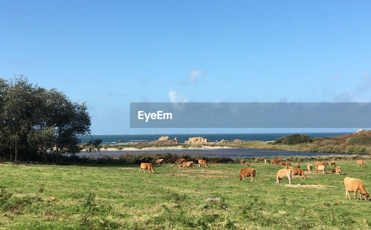 VIEW OF SHEEP ON FIELD