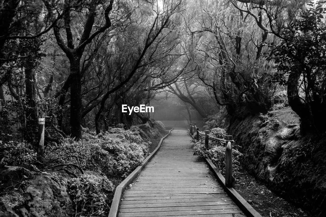 Footpath amidst trees in forest