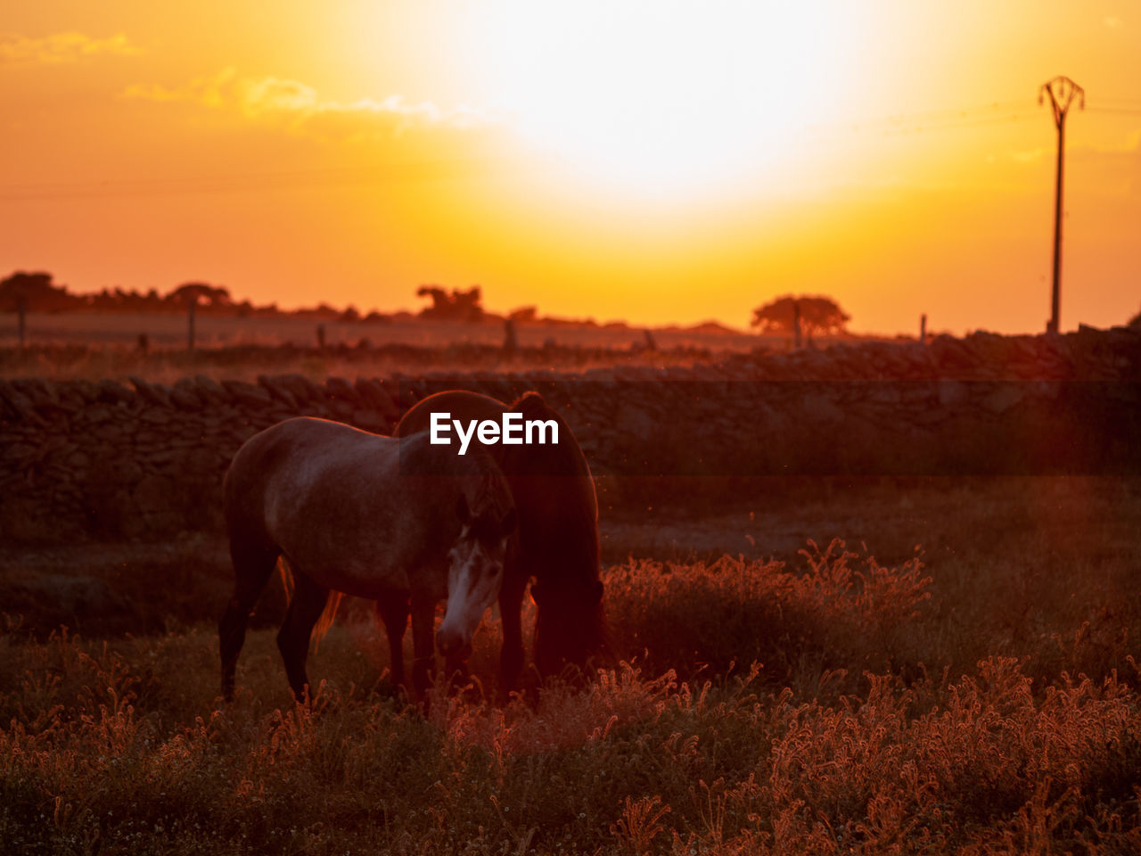 HORSES IN THE FIELD