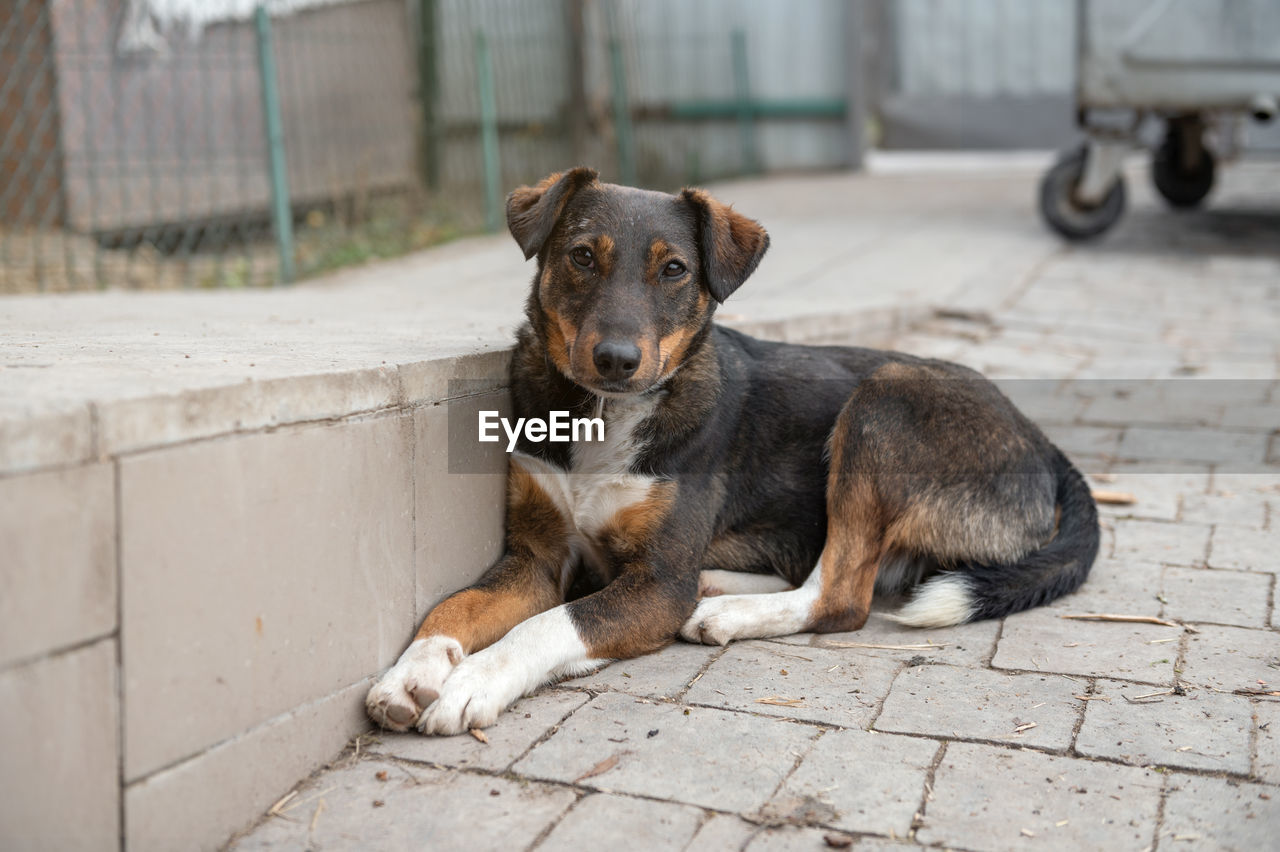 Dog waiting for adoption in animal shelter. homeless dog in the shelter. stray animals concept.