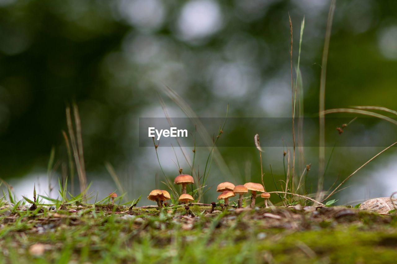 Close-up of mushroom growing on field