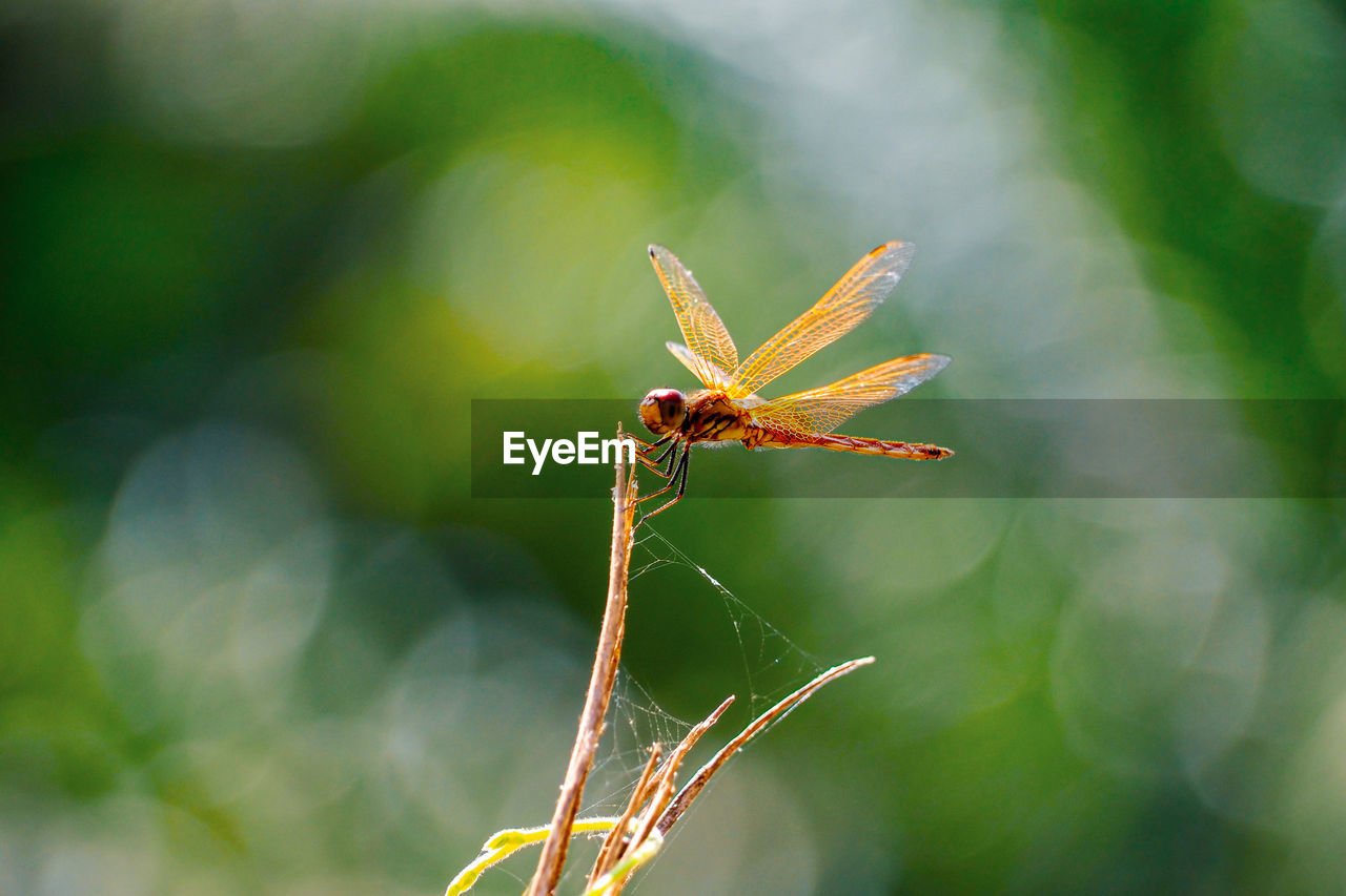 CLOSE-UP OF INSECT ON LEAF