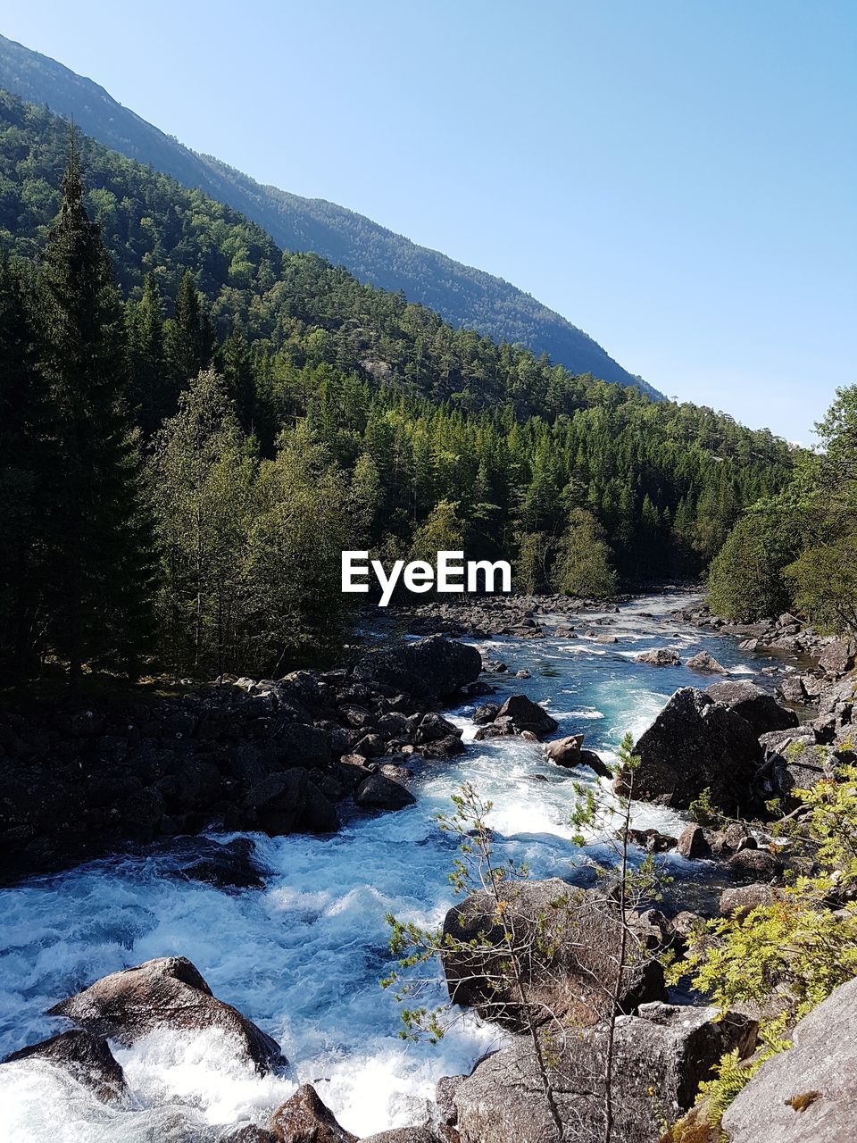 SCENIC VIEW OF RIVER FLOWING AMIDST TREES AGAINST SKY