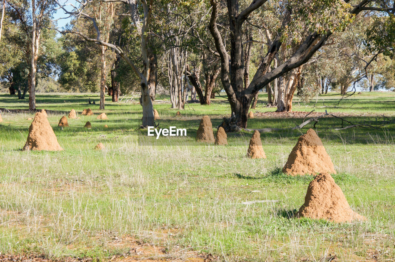 TREES ON GRASSY FIELD