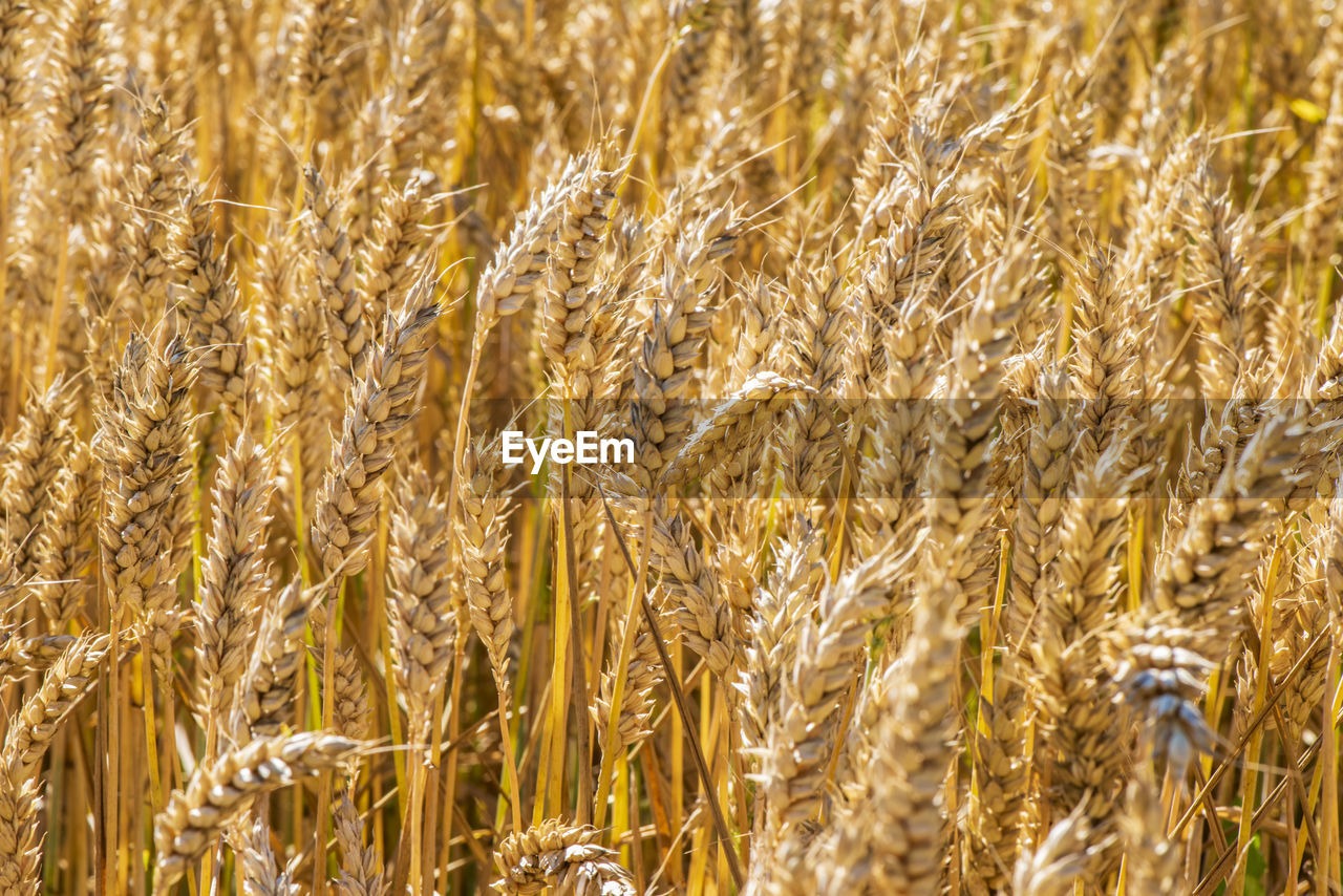 CLOSE-UP OF WHEAT CROPS