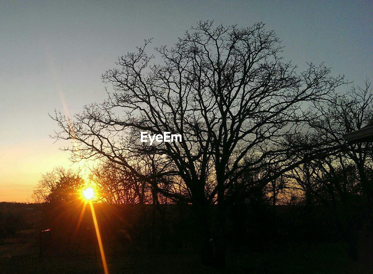 Silhouette bare trees against sky during sunset