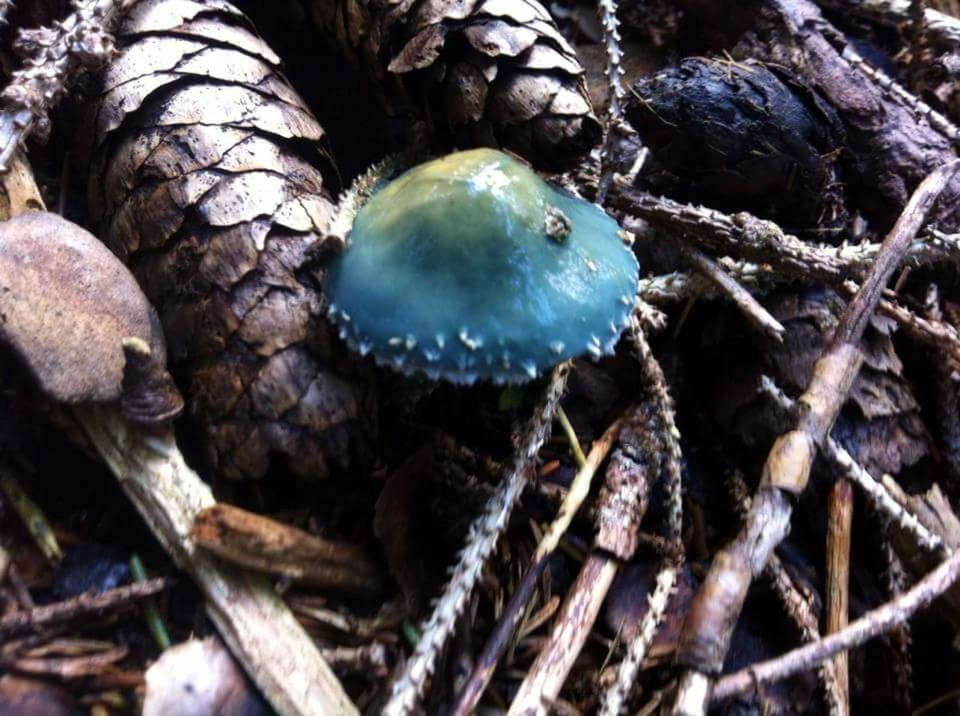 CLOSE-UP OF LOG ON FOREST