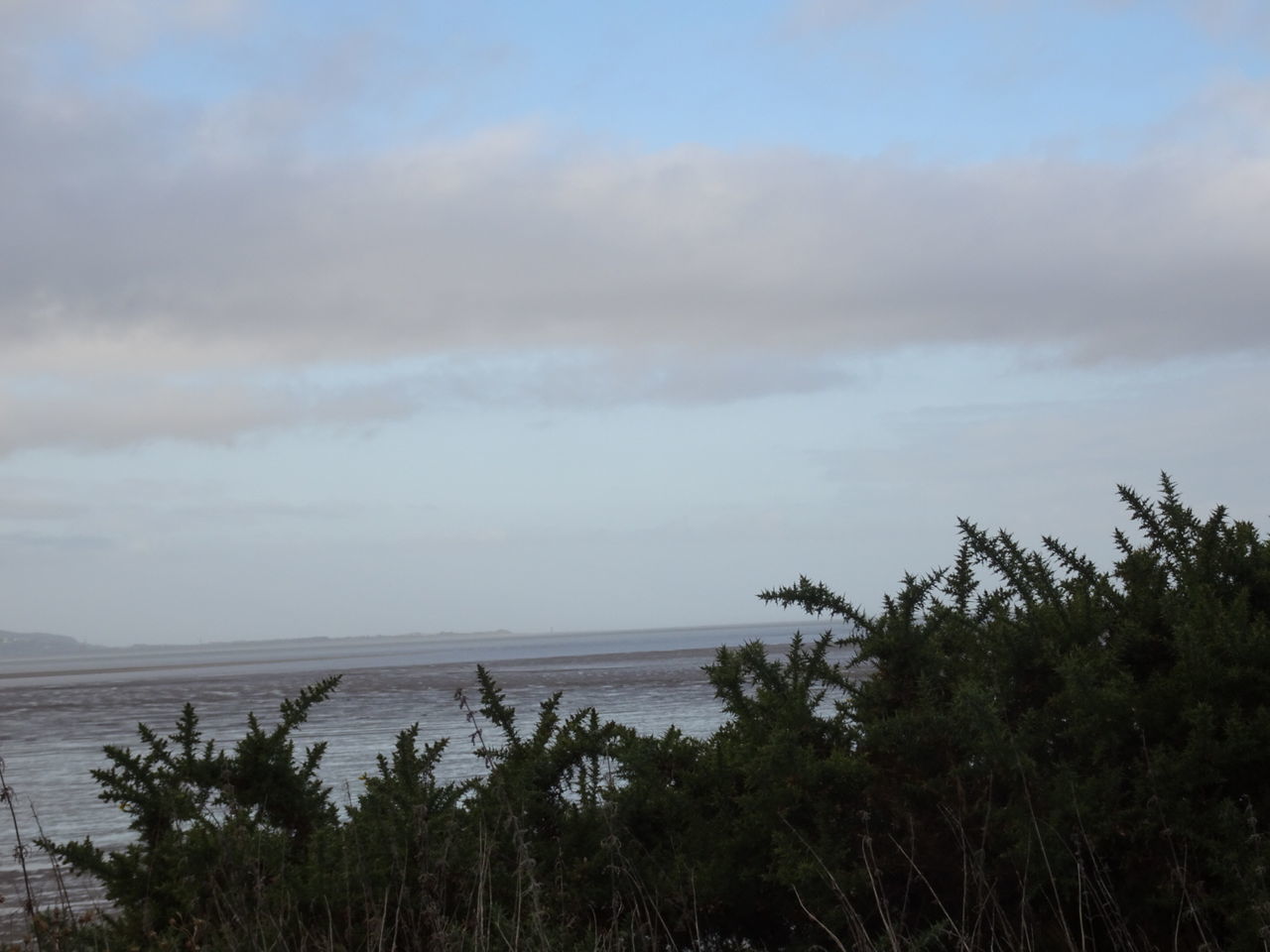 TREES AND SEA AGAINST SKY