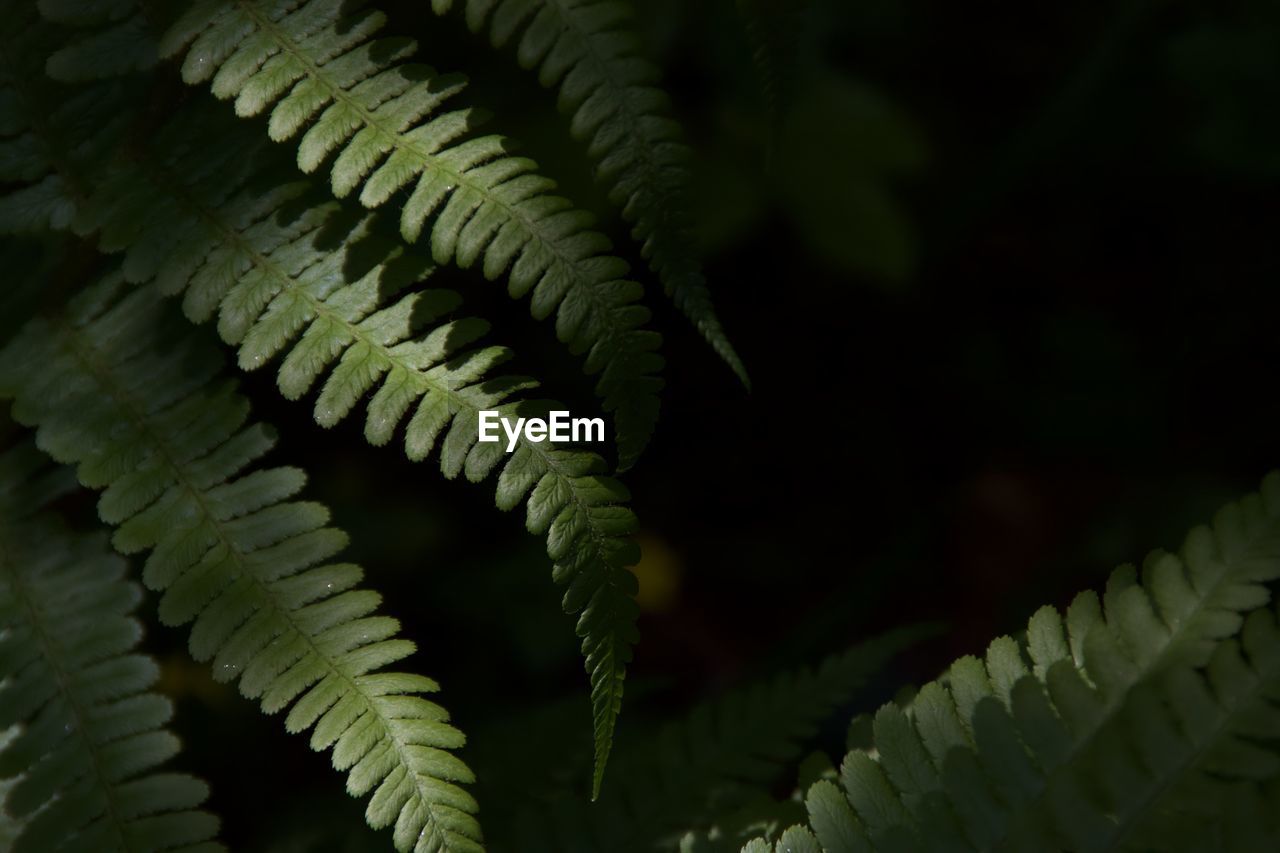 Close-up of fern